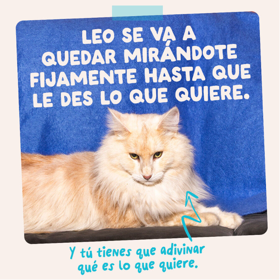 85 g Edgard & Cooper Comida h&uacute;mida de atum e frango em molho em saquetas para gatos, , large Imagem n&uacute;mero 10