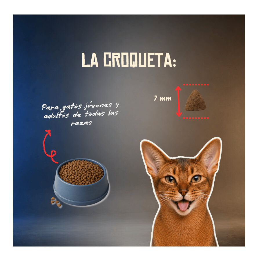 2 Kg Lenda Grain Free Ra&ccedil;&atilde;o de Porco para gatos, , large Imagem n&uacute;mero 6