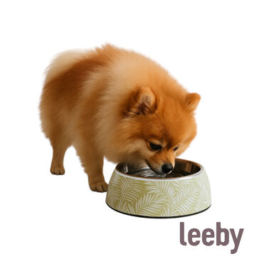 Leeby Comedouro verde em inox para cães