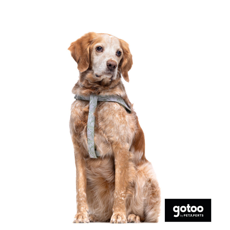 Gotoo Peitoral estampado folhas para cães,  Imagem número 3 Gotoo Peitoral estampado folhas para cães, , large Imagem número 3