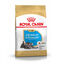 Royal Canin Puppy Miniature Schnauzer ração para cães , , large Indicador imagem número 3