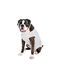Flamingo body de proteção para cães, , large Indicador imagem número 2