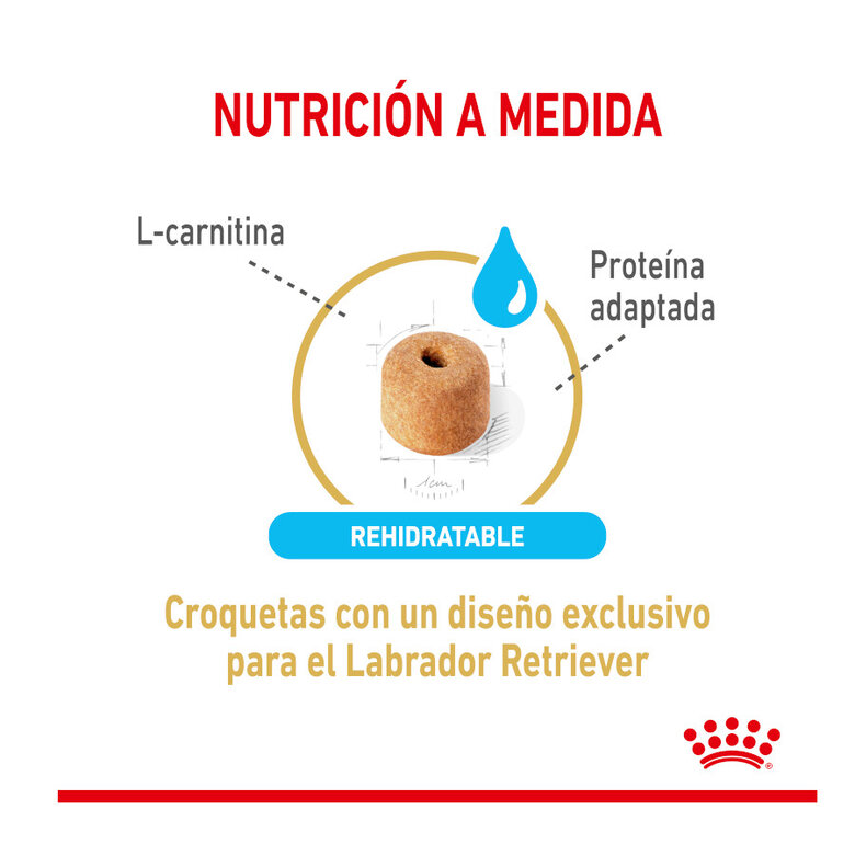 12 kg Royal Canin Adult 5+ Labrador ração para cães,  Imagem número 4 12 kg Royal Canin Adult 5+ Labrador ração para cães, , large Imagem número 4