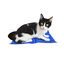 Summer Vibes Cool Tapete refrescante para cães e gatos, , large Indicador imagem número 4