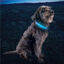Nite Ize NiteDog Banda LED Recarregável para cães, , large Indicador imagem número 5