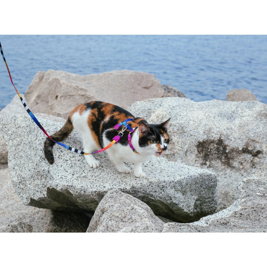 Arn&ecirc;s e trela para gatos Zee Cat Prisma, , large Imagem n&uacute;mero 4