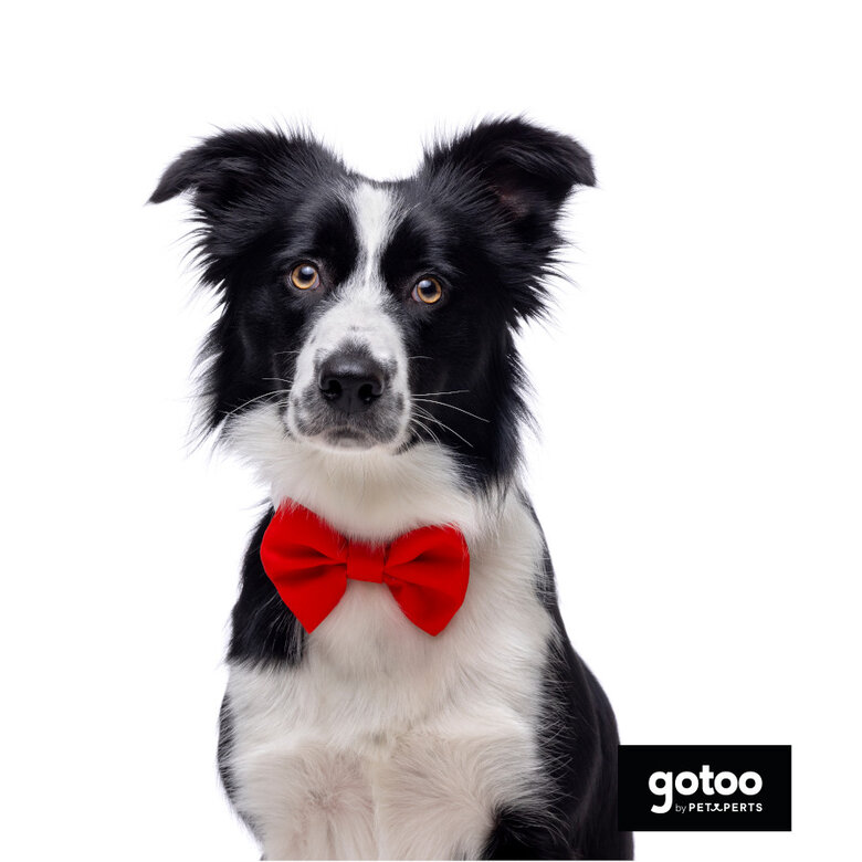 Gotoo Laço vermelho para cães,  Imagem número 3 Gotoo Laço vermelho para cães, , large Imagem número 3