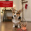 1 ud. Wonder Christmas Galleta Reno Navideña para perros, , large Indicador imagem número 4