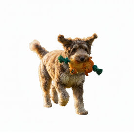 All For Paws Safari Big Foot Búfalo com corda Brinquedo para cães