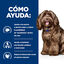 Hill's Prescription Diet Aging and Alertness Care b/d Ração para cães com frango, , large Indicador imagem número 4
