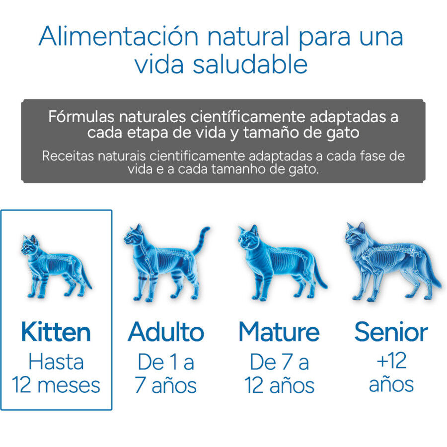 Criadores Cient&iacute;fico Kitten Ra&ccedil;&atilde;o de frango para gatinhos, , large Imagem n&uacute;mero 11