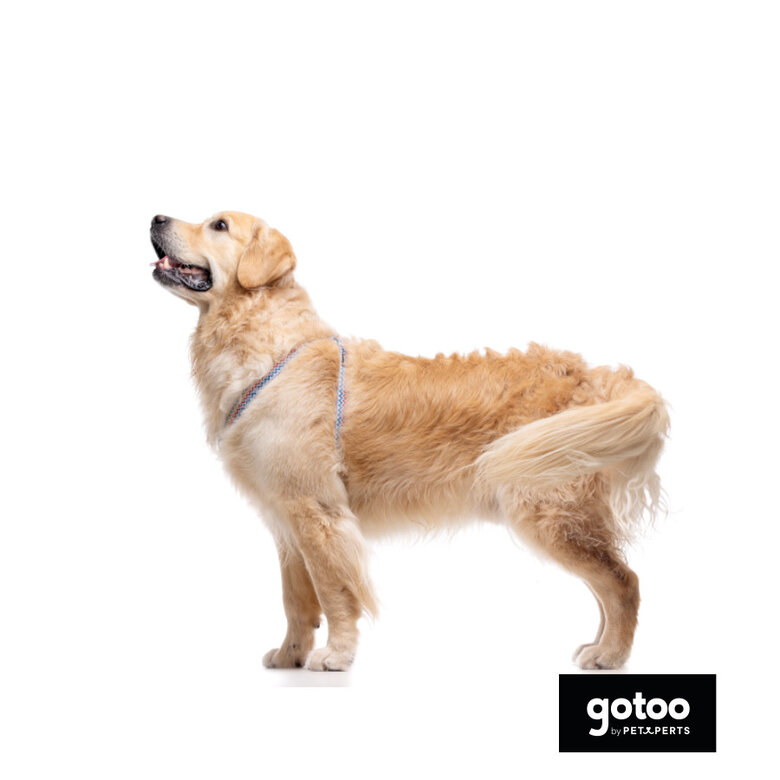 Gotoo Peitoral riscas zig- zag para cães,  Imagem número 4 Gotoo Peitoral riscas zig- zag para cães, , large Imagem número 4
