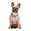 Dukier Flower Power Peitoral Clássico para cães, , large Indicador imagem número 2