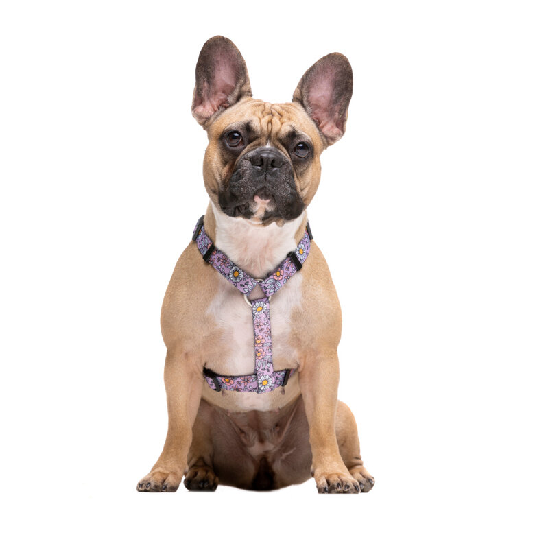 Dukier Flower Power Peitoral Clássico para cães,  Imagem número 2 Dukier Flower Power Peitoral Clássico para cães, , large Imagem número 2