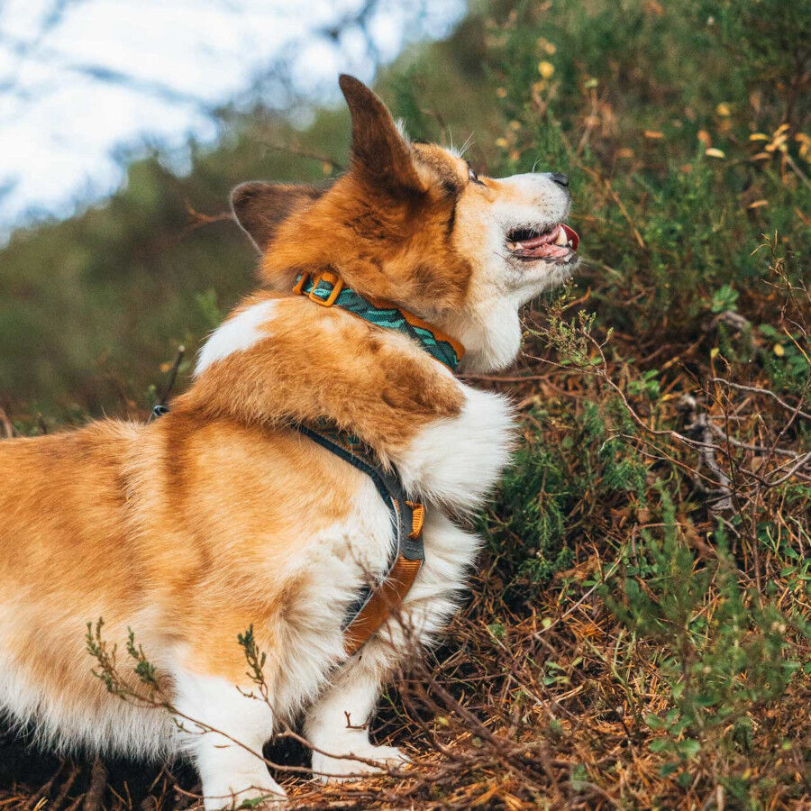 Non-stop Dogwear Coleira Turquesa e Carvalho para c&atilde;es, , large Imagem n&uacute;mero 2