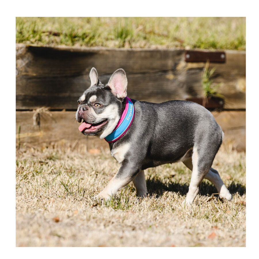 Freedog Cool Pro Tech Coleira Desportiva F&uacute;scia para c&atilde;es, , large Imagem n&uacute;mero 9