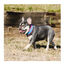 Freedog Cool Pro Tech Coleira Desportiva Fúscia para cães, , large Indicador imagem número 9
