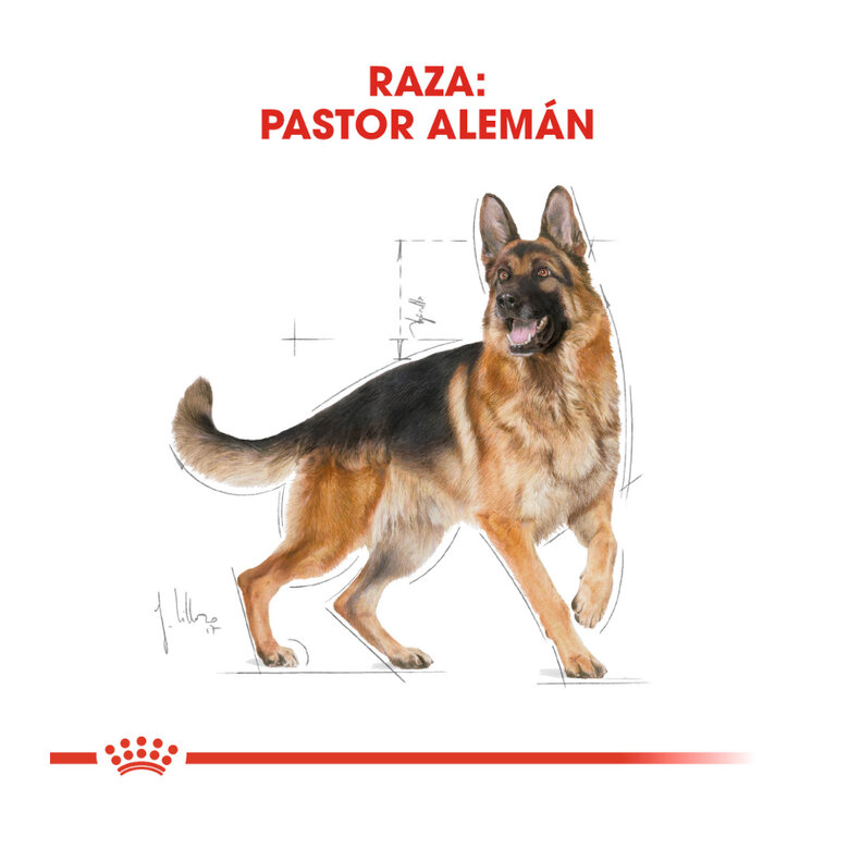 11 kg Royal Canin Adult Pastor Alemão ração para cães,  Imagem número 4 11 kg Royal Canin Adult Pastor Alemão ração para cães, , large Imagem número 4