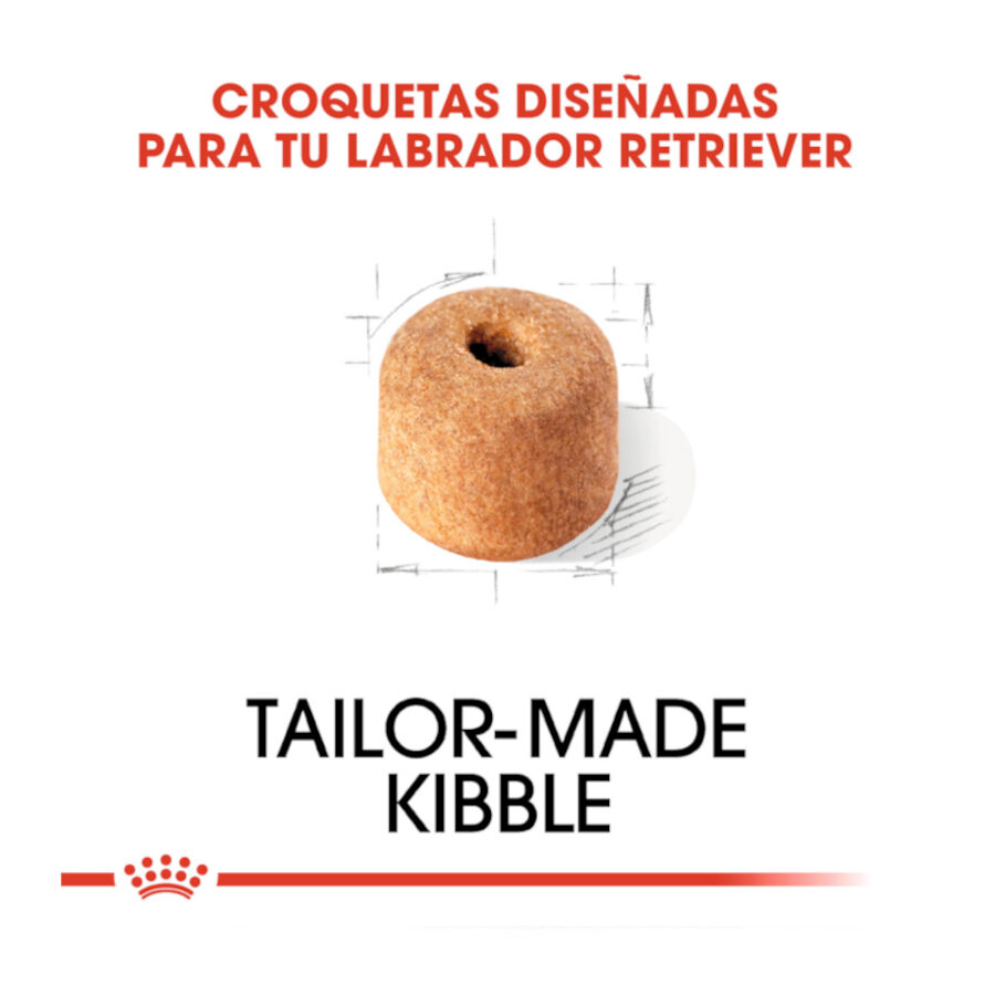 2 x 12 kg Royal Canin Adult Labrador Retriever ra&ccedil;&atilde;o para c&atilde;es Pack poupan&ccedil;a!, , large Imagem n&uacute;mero 5