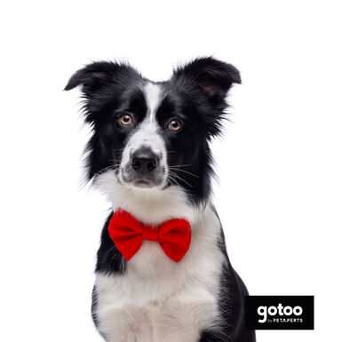 Gotoo Laço vermelho para cães