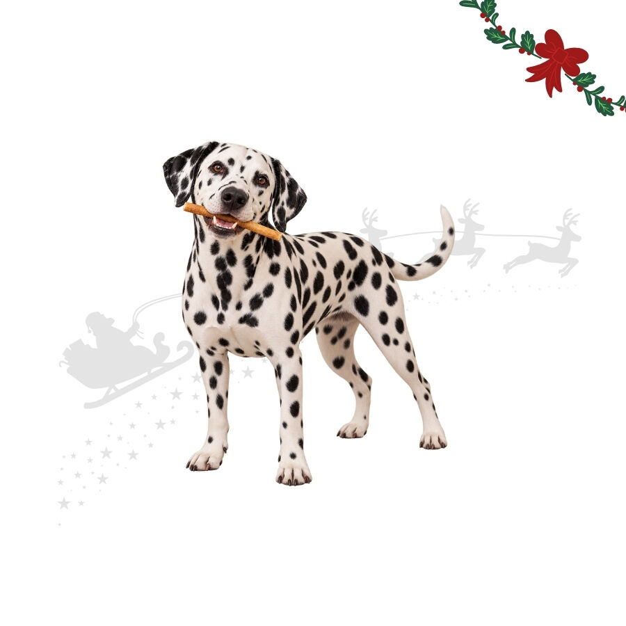 1 pack x 15 uns. Wonder Christmas Palitos de Colag&eacute;nio com Borrego Snacks para C&atilde;es, , large Imagem n&uacute;mero 1