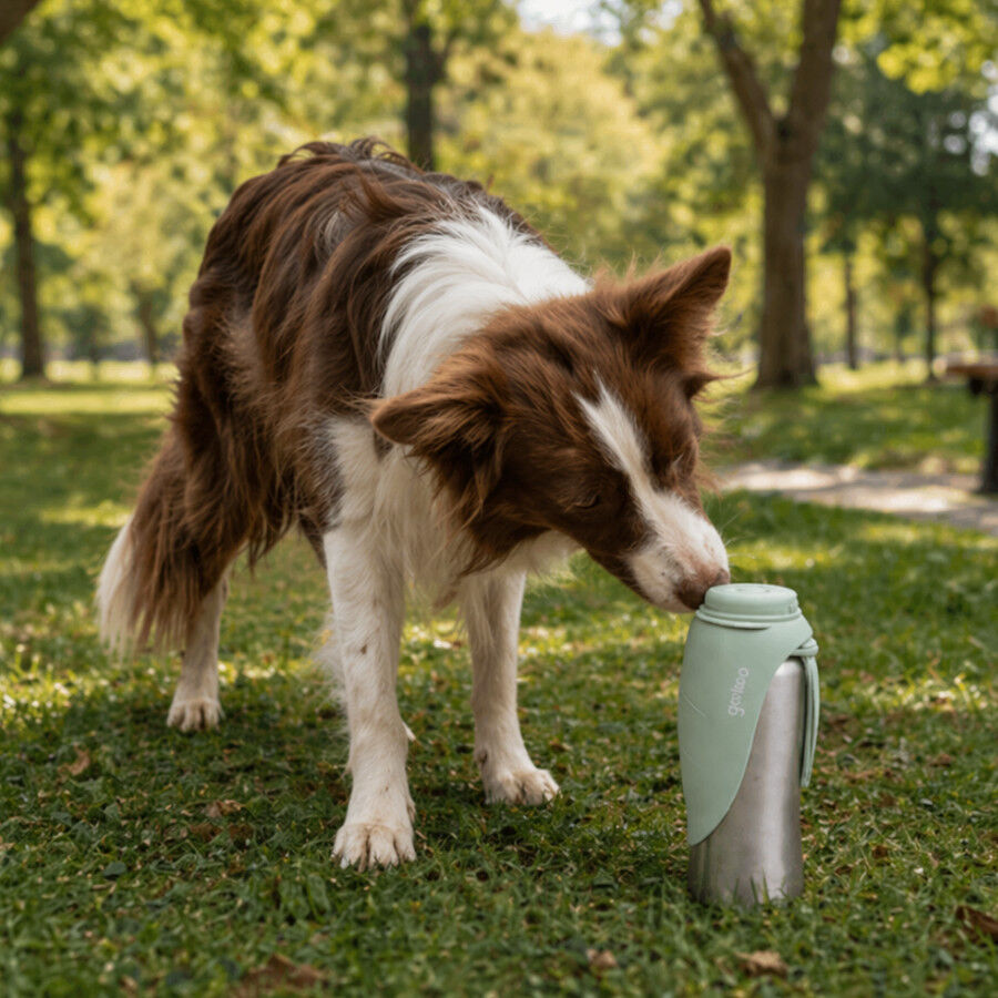Gotoo Garrafa Bebedouro Port&aacute;til em A&ccedil;o Inoxid&aacute;vel Verde para c&atilde;es, , large Imagem n&uacute;mero 1