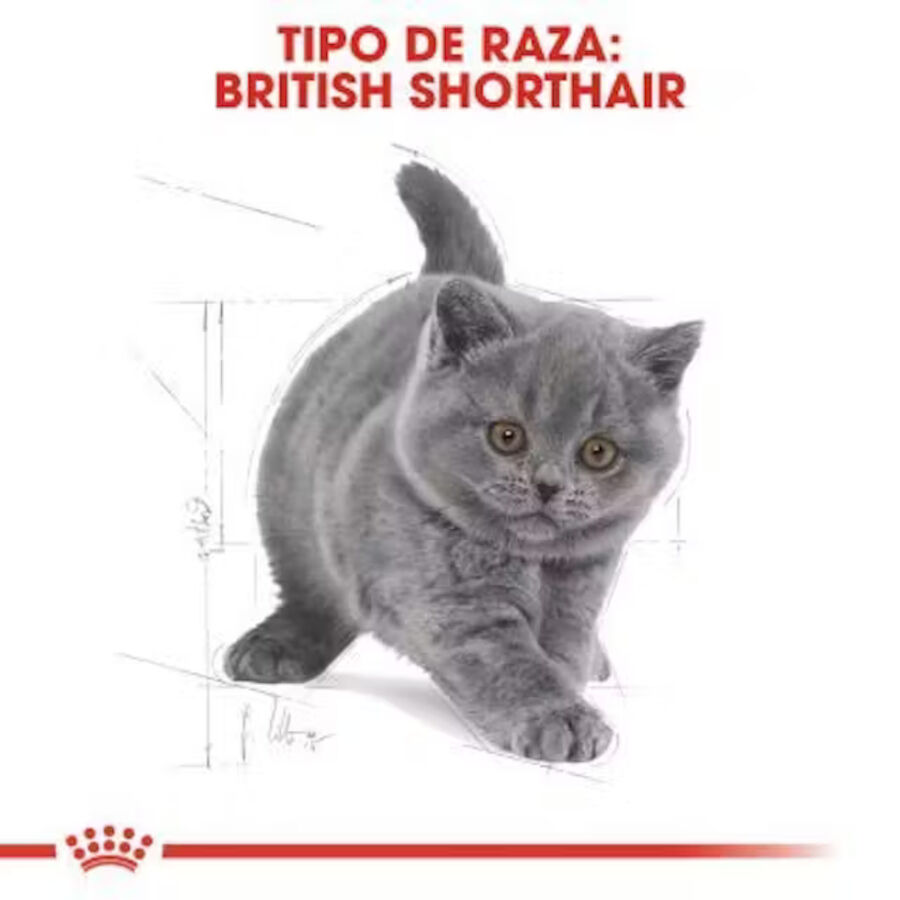2 kg Royal Canin British Shorthair Kitten Ra&ccedil;&atilde;o para gatos, , large Imagem n&uacute;mero 6