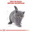 10 kg Royal Canin British Shorthair Kitten Ração para gatos, , large Indicador imagem número 6