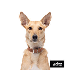 Gotoo Coleira vegan castanho para cães