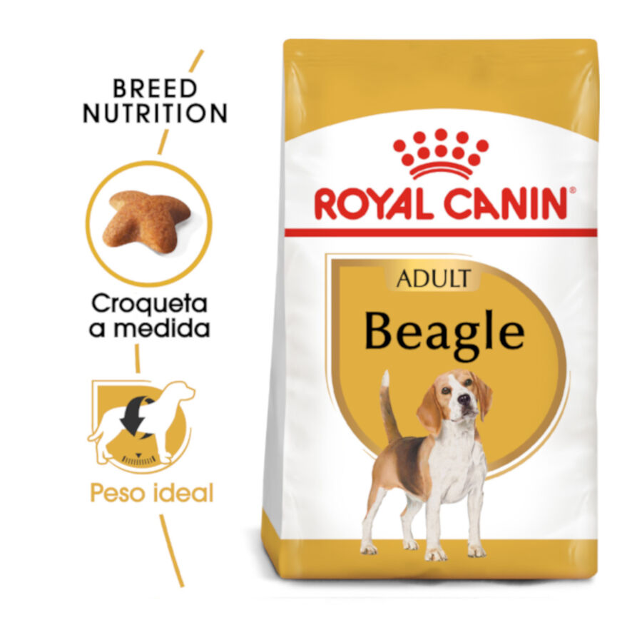 12 kg Royal Canin Adult Beagle ra&ccedil;&atilde;o para c&atilde;es, , large Imagem n&uacute;mero 2