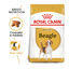 12 kg Royal Canin Adult Beagle ração para cães, , large Indicador imagem número 2