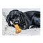 Nylabone Chew Frango Osso Mordedor para cachorros, , large Indicador imagem número 3