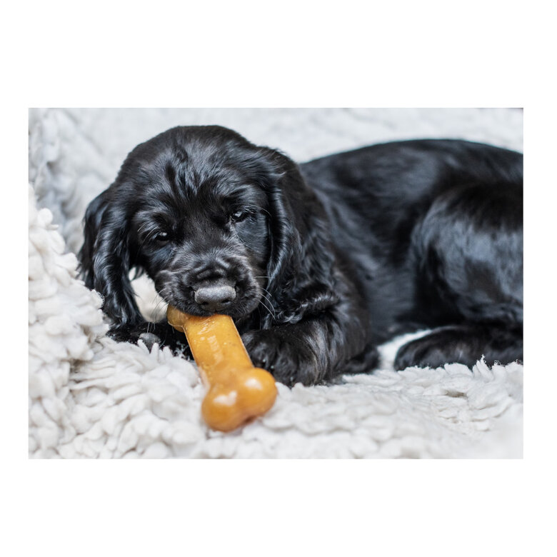 Nylabone Chew Frango Osso Mordedor para cachorros,  Imagem número 3 Nylabone Chew Frango Osso Mordedor para cachorros, , large Imagem número 3