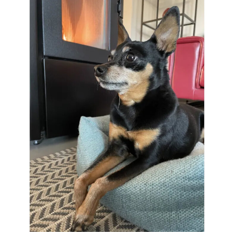 Flamingo Yara Retangular Verde cama com fecho para cães,  Imagem número 3 Flamingo Yara Retangular Verde cama com fecho para cães, , large Imagem número 3