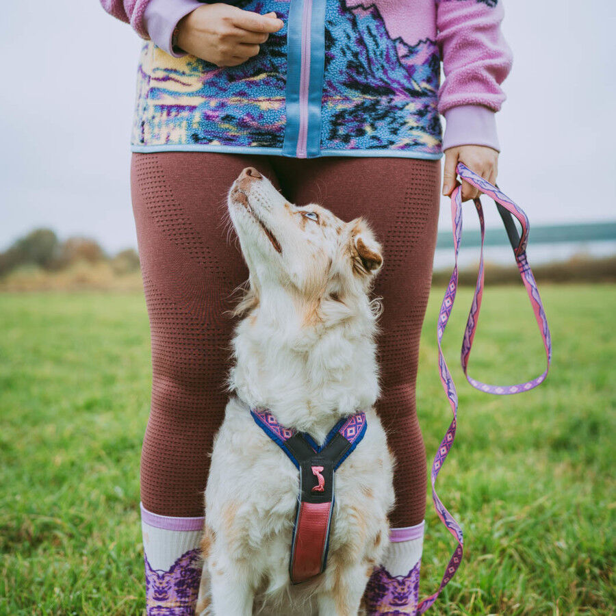 Non-stop Dogwear Trela Roxa e Rosa para c&atilde;es, , large Imagem n&uacute;mero 2
