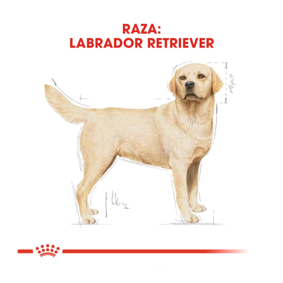 2 x 12 kg Royal Canin Adult Labrador Retriever ra&ccedil;&atilde;o para c&atilde;es Pack poupan&ccedil;a!, , large Imagem n&uacute;mero 4