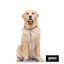 Gotoo Trela Estampada com Riscas Zig-Zag para Cães, , large Indicador imagem número 5