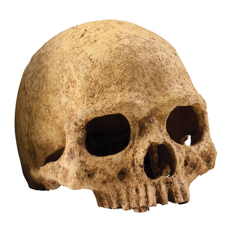 Exoterra Refugio calavera para terrarios, , large Imagem n&uacute;mero 1
