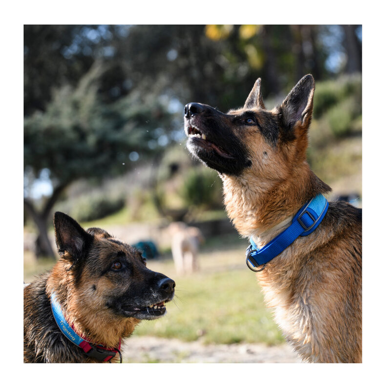 Freedog Cool Pro Tech Coleira Azul para cães,  Imagem número 5 Freedog Cool Pro Tech Coleira Azul para cães, , large Imagem número 5