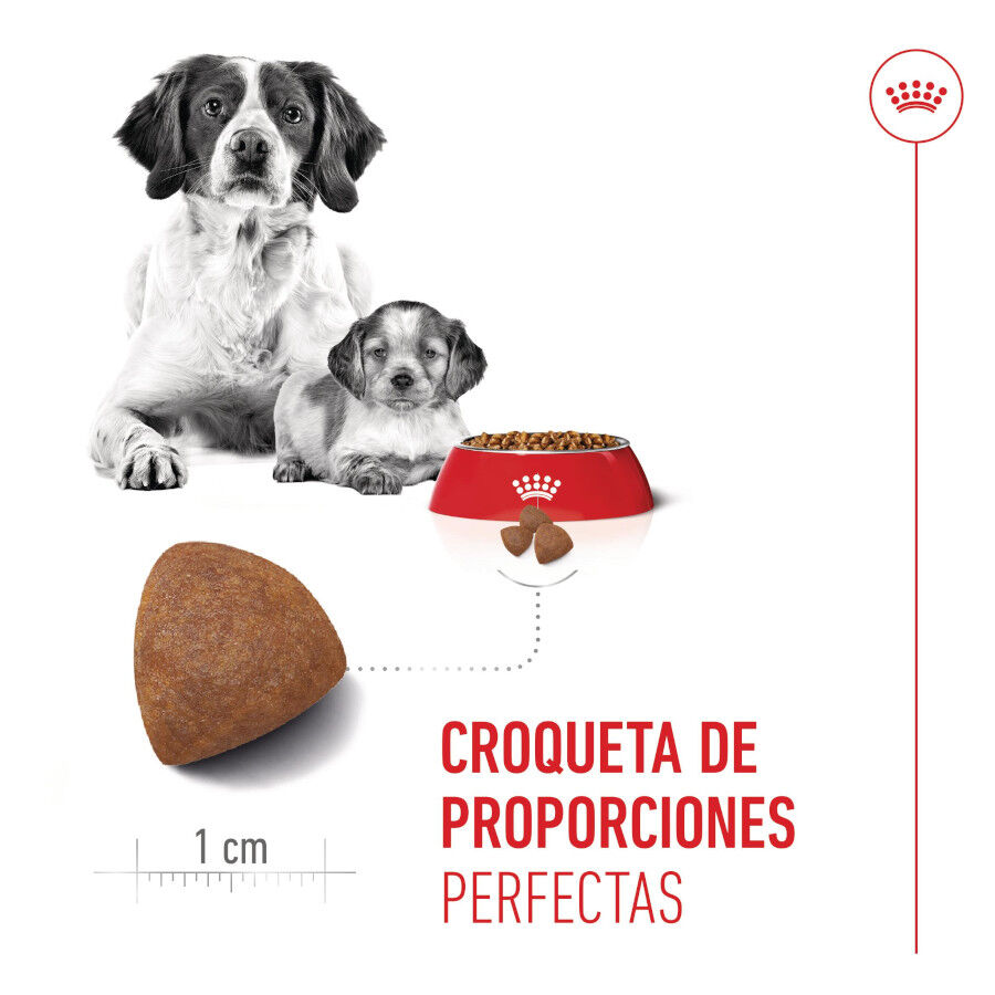 2 x 15 kg Royal Canin Medium Starter Mother&Baby ra&ccedil;&atilde;o para c&atilde;es  Pack poupan&ccedil;a!, , large Imagem n&uacute;mero 5
