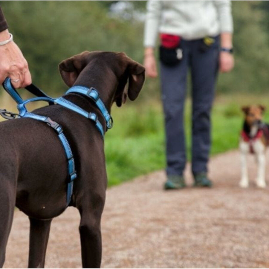 Halti Peitoral de Passeio Vermelho para c&atilde;es, , large Imagem n&uacute;mero 3