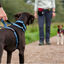 Halti Peitoral de Passeio Vermelho para cães, , large Indicador imagem número 3