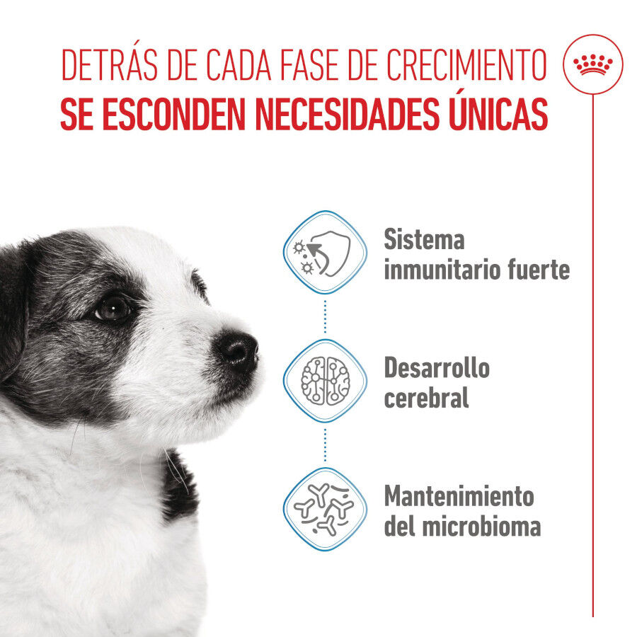 8 kg Royal Canin Mini Puppy ra&ccedil;&atilde;o para c&atilde;es, , large Imagem n&uacute;mero 3