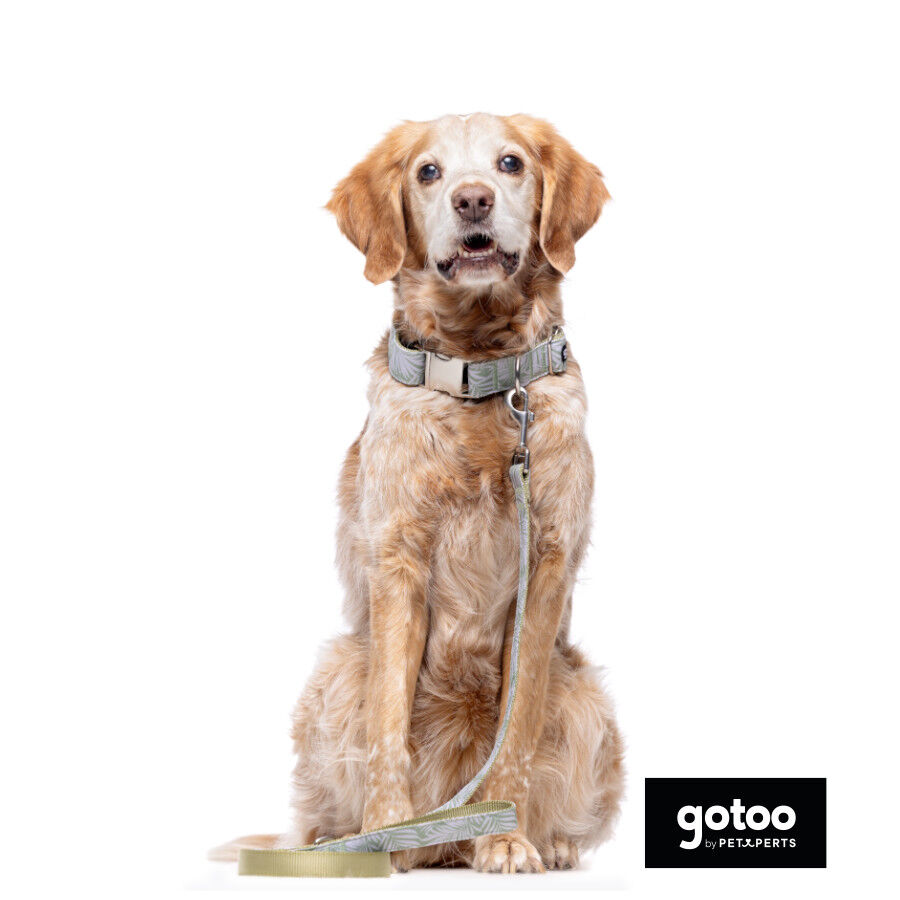 Gotoo Coleira com estampa de flores para c&atilde;es, , large Imagem n&uacute;mero 5