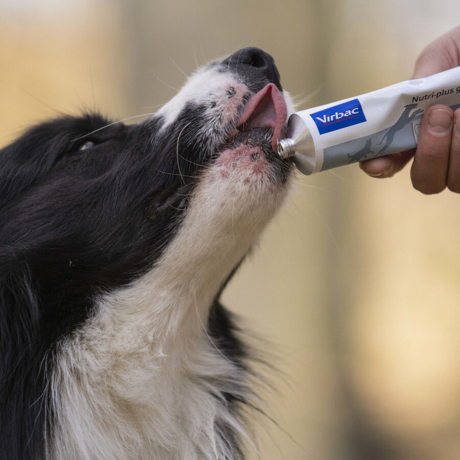 120 g Virbac Nutri-plus Gel Suplemento para c&atilde;es e gatos, , large Imagem n&uacute;mero 4