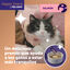 24 barritas Feliway Ceva Happy Snacks de Salm&atilde;o para gatos, , large Indicador imagem n&uacute;mero 2