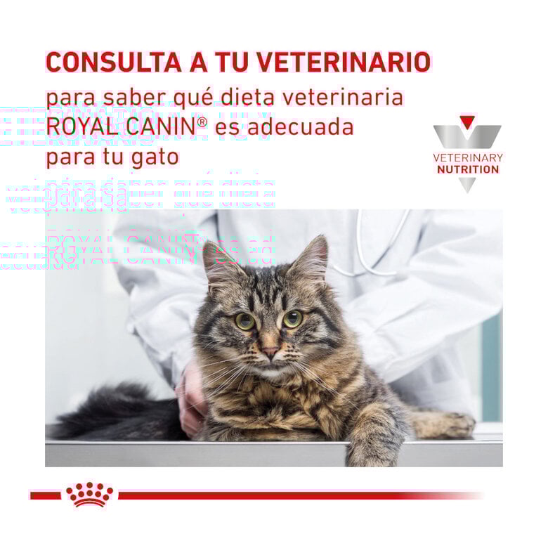 4 kg Royal Canin Veterinary Renal ração para gatos ,  Imagem número 10 4 kg Royal Canin Veterinary Renal ração para gatos , , large Imagem número 10