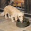 Petsafe Drinkwell® Bebedouro Automático para cães e gatos, , large Indicador imagem número 3