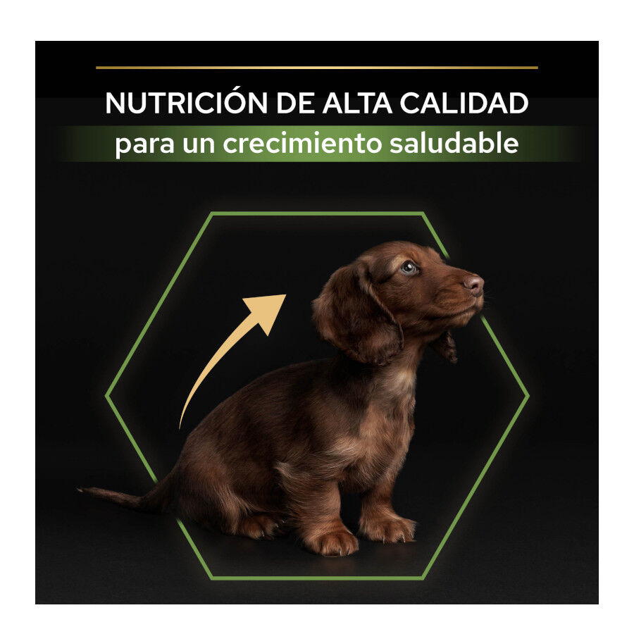Pro Plan Puppy Small e Mini Healthy Start Frango ra&ccedil;&atilde;o, , large Imagem n&uacute;mero 7
