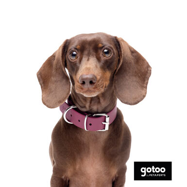 Gotoo Coleira Biothane vermelho vinho para cães